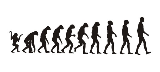 human evolution