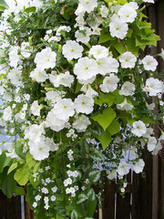 stock image of white petunia