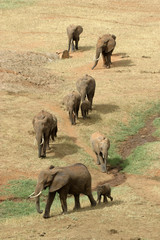 elephant family