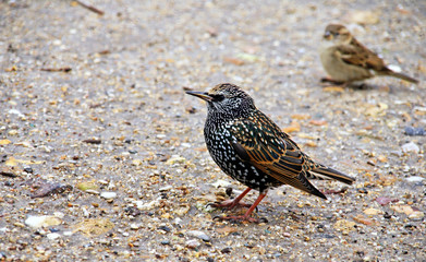 oiseau