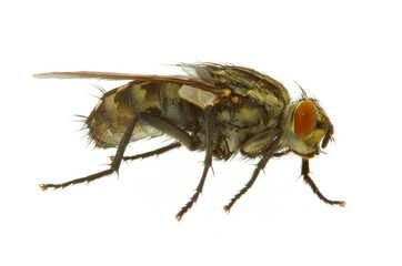 fly on white - real macro