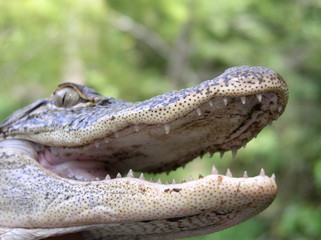 american alligator mouth