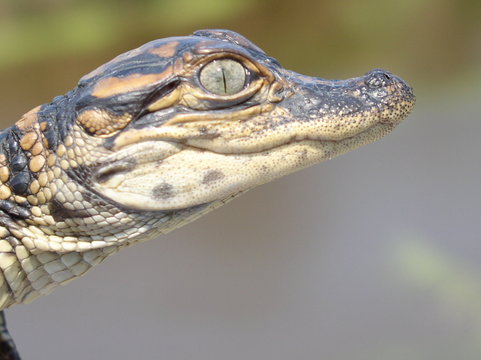 baby american alligator head