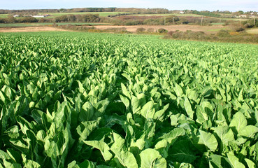 green farm agricultural plant field.