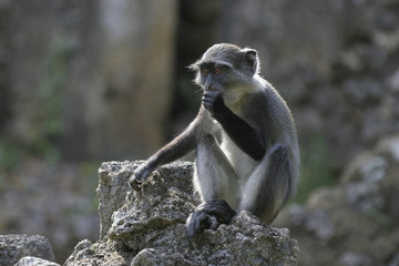 juvenile monkey
