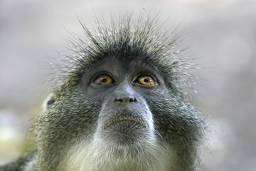 monkey portrait