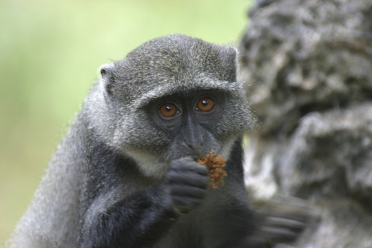 juvenile monkey