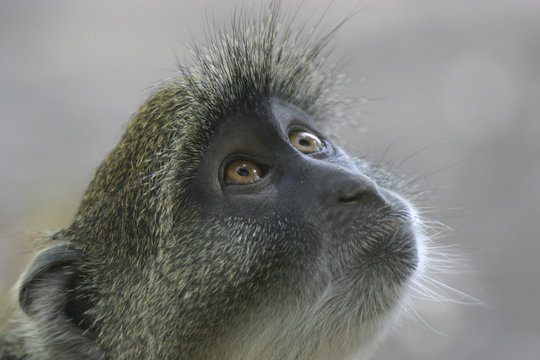 Monkey Portrait