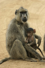 yellow baboon mother and infant