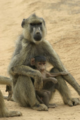 yellow baboon mother and infant