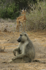 baboon and antelope