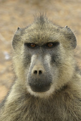 baboon portrait