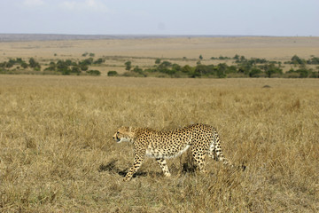 cheetah