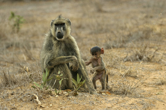 baboon mother and child