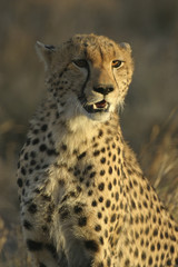cheetah