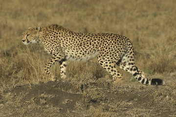 cheetah
