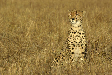 Naklejka premium cheetah