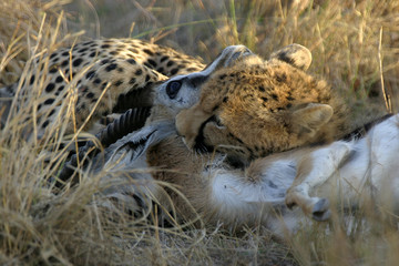 cheetah