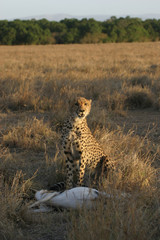 cheetah
