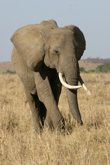 Obraz na płótnie Canvas Słoń afrykański