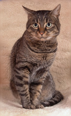 Naklejka na ściany i meble cat portrait