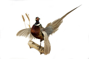 ring-necked pheasant mount