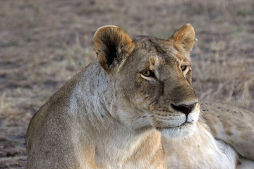 lioness