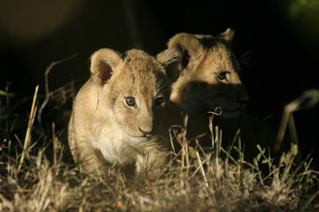 lion cubs