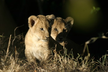 lion cubs