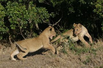 lion cubs