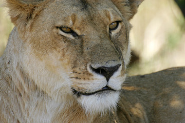 lioness