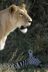 lion at kill
