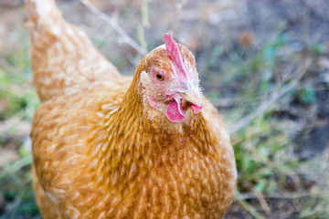 golden hen