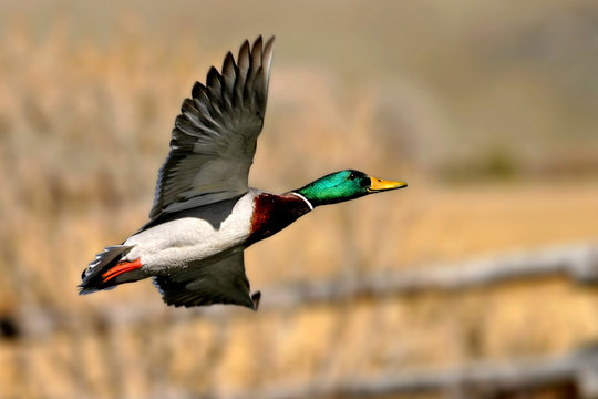 mallard at sunset