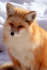 red fox 11