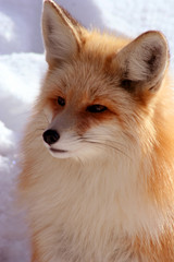 Naklejka premium red fox 12