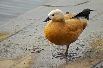 a duck