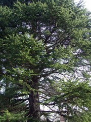pine branchs