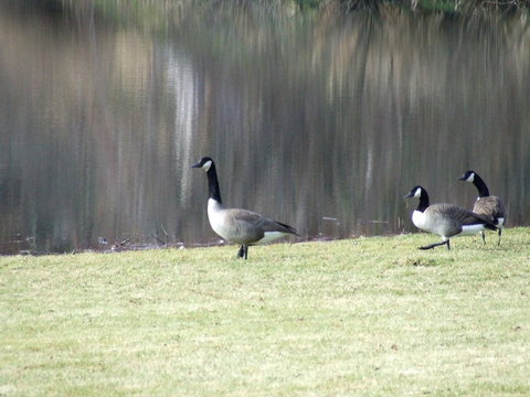 geese by the lake