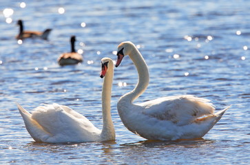 two mute swans