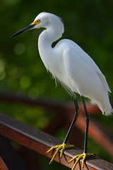 snowy egret