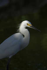 snowy egret