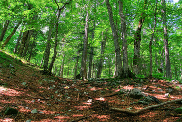 forest vegetation - trees