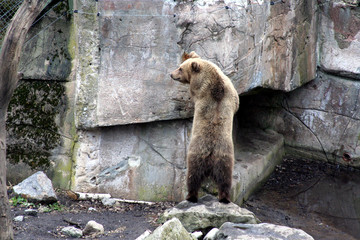 brown bear standin, skansen park, stockholm, swede