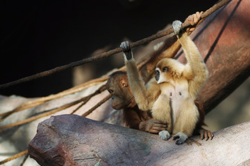 orangutan and white-handed gibbon © Petr Mašek