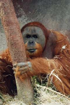 orangutan, pongo pygmaeus abelii