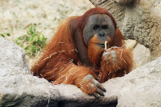 orangutan, pongo pygmaeus abelii