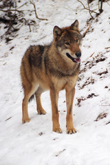 gray wolf in a winter