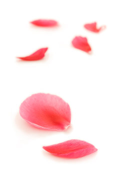 Fototapeta fallen petals