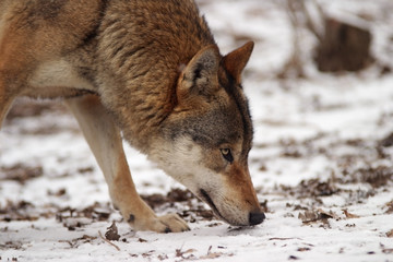 gray wolf in a winter
